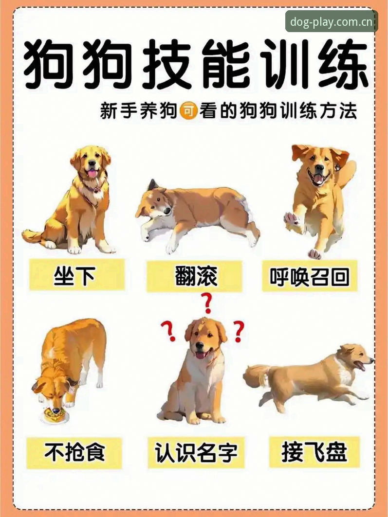 博狗官方平台使用教程：从入门到精通的实用技巧
